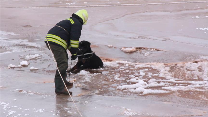 تركيا.. إنقاذ كلب عالق وسط نهر متجمد