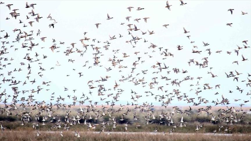 دلتا “قزل إرماق” التركية تزدان بطيور سيبيريا المهاجرة