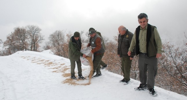 إسطنبول تنثر الحبوب للحيوانات البرية في الغابات بسبب ظروف الشتاء