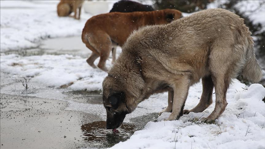 تركي يجمع جراء الكلاب الضالة لتوفير الدفء لها في الشتاء