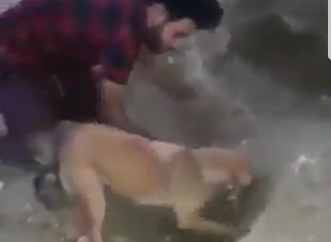 مشهد إنساني لا يمكن وصفه .. شباب عراقيون يساعدون كلبة بالبحث عن أطفالها (شاهد)