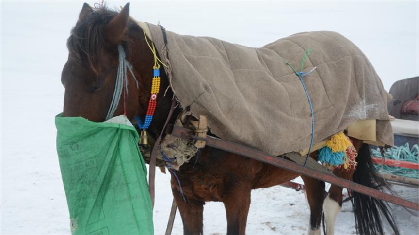 خيول "تشلدر" التركية تلتحف البطانيات في البرد القارس