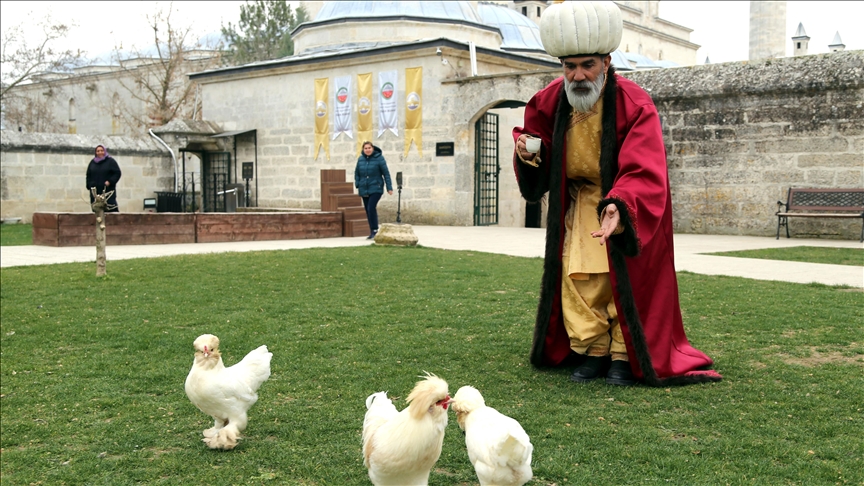 “دجاجات السلطان” تترعرع في متحف تركي
