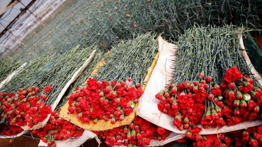 100 مليون دولار قيمة صادرات تركيا من الزهور