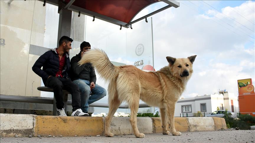 كلب ينتظر صاحبه منذ عام في محطة حافلات بموغلا التركية
