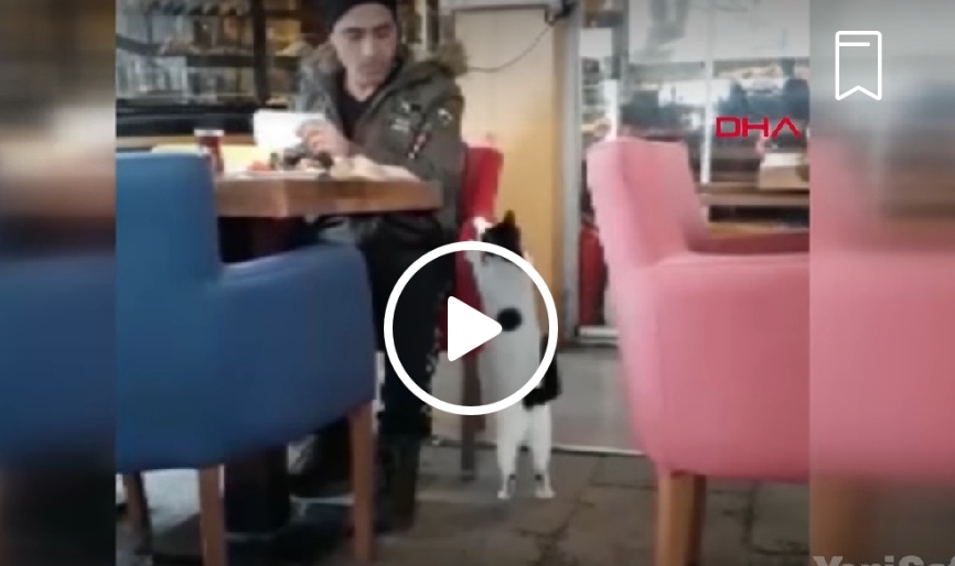 لقطة طريفة لقط متطفل داخل مطعم في تركيا تحصد ملايين الاعجابات