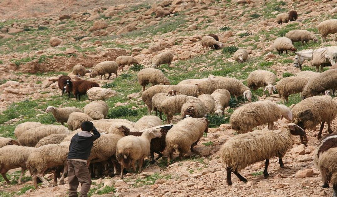 الحكومة التركية تعجز عن تأمين راعي حتى لو براتب 5 آلاف ليرة تركي