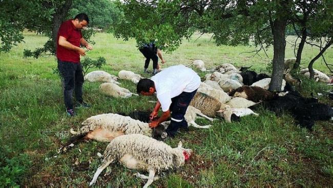 تركيا: صاعقة تقتل 55 رأساً من الخراف