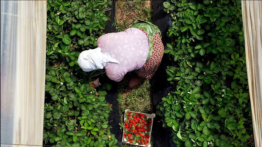 حصاد الفراولة في تركيا