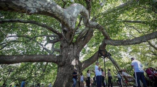 شجرة في تركيا عمرها 600 سنة .. يقصدها آلاف السياح
