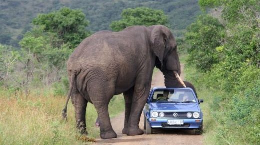 فيل يجلس فوق سيارة ويقطع الطريق.. هذه هي النهاية (شاهد)