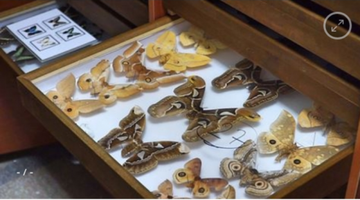 “متحف الحشرات” التركي يجمع الحشرات لمدة 82 عامًا