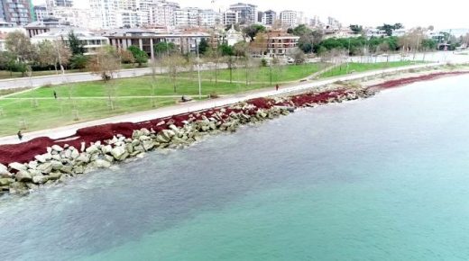شواطئ إسطنبول تتحول للون الأحمر
