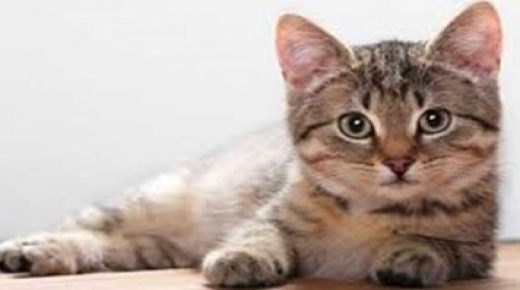 شاهد: عالمة روسية تنجح بتهجين سلالة جديدة من القطط تشبه الإنسان
