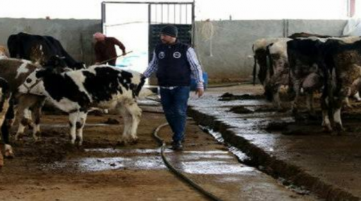 شانلي أورفة التركية.. مشوار بيطري سوري من لاجئ إلى صاحب مزرعة للحيوانات