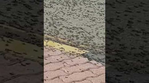 بالفيديو: جيوش النمل تجوب شوارع سلطنة عمان