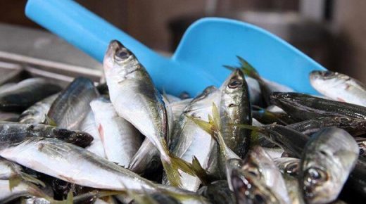 ​​​​​​​وزير الزراعة التركي يعلن حظر صيد الأسماك في البحار