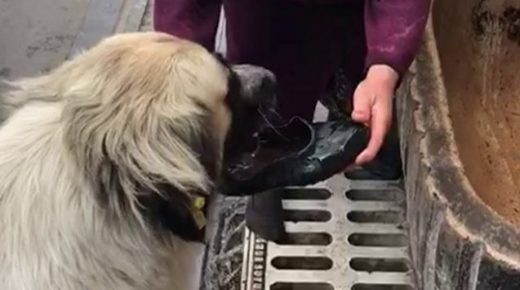 بالصور.. سيدة تركية مسنة روت ظمأ كلب بحذائها أصبحت حديث التواصل الاجتماعي