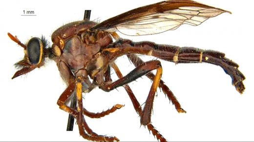 بوجه يشبه “الحشرة”… علماء يكتشفون لأول مرة حيوانا عملاقا غريبا… صور