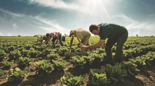 وزارة البيئة تعلن مشروعاً لتأجير الأراضي الزراعية في 6 ولايات تركية