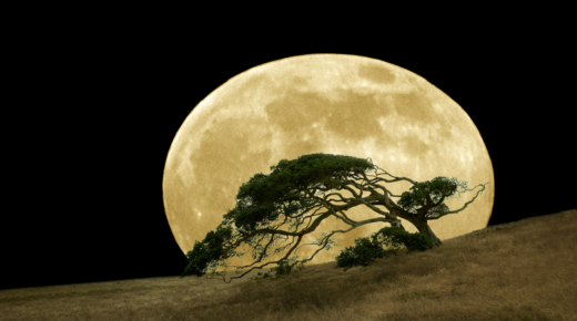 أين توجد “أشجار القمر” على الأرض؟