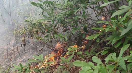 الحرائق تلتهم الغابات في ولاية أوردو