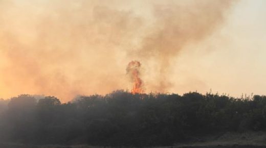6 حرائق في غابات مانيسا تدمر 15 هكتاراً