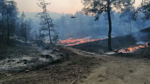 حرائق كبيرة تجتاح الغابات في كهرمان مرعش