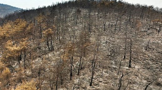 وزارة الغابات: 267 حريقاً من أصل 270 باتت تحت السيطرة