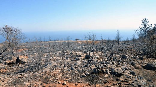 وزارة الغابات تعلن عن أرقام صادمة لخسائر حرائق الغابات