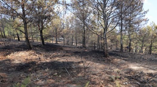 بعد أكثر من شهر… وزارة الغابات تعلن السيطرة على جميع الحرائق في البلاد