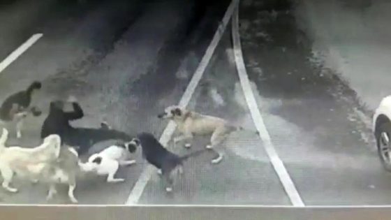 اسطنبول: هـ.ـ جوم 7 كلاب ضالة على مواطن تركي و الصـ.ـ دمة ما فعله سائق عندما استنجد به..! (فيديو)