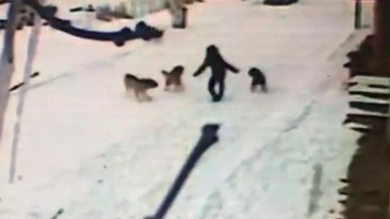 شجاعة غير متوقعة.. مواجهة حاسمة بين طفل تركي و7 كلاب ضالة في ولاية قارص (فيديو)