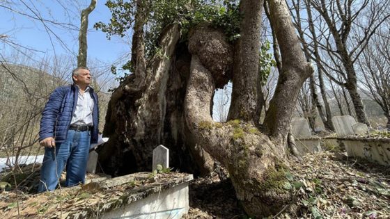 تركيا: العثور على شجرة عمرها 350 عاما ومحفور عليها كلمة الله باللغة العربية (فيديو)