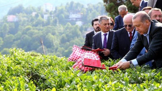 عمل موسمي مربح في تركيا .. قطف الشاي والراتب اليومي 400 ليرة تركية
