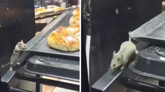 بالفيديو: فأر يتجول بين المعجنات والخبز في أحد مطاعم ولاية قوجايلي