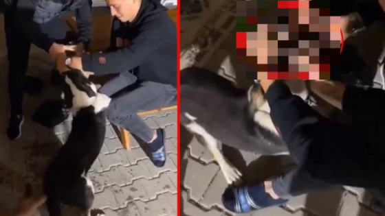 شبان أتراك يجبرون كلب على شرب الكحـ.ـ ول في ولاية بورصة (فيديو)