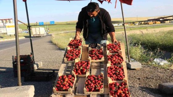 تركيا: لم يعجبه أجره كعامل في السوق فاتجه لزراعة الفراولة.. أجره السنوي يتجاوز 800 ألف ليرة تركية