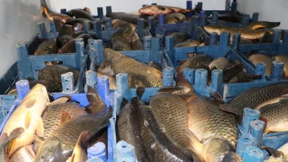 قيصري… ضبط 1.5 طن صيد غير مشروع من الأسماك
