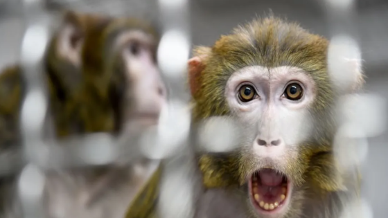 رصد أول إصابة بفيروس مصدره القرود.. مرض نادر بلا لقاح