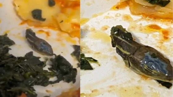 تركيا.. رأس ثعبان مقطوع في وجبة طعام تثير غضباً واسعاً! (فيديو)