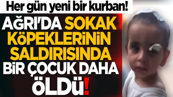 تركيا: وفاة طفل تركي يبلغ من العمر 5 سنوات جراء تعرضه لهجوم شرس من قبل الكلاب الضالة