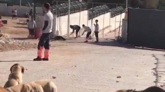 بلدية قونية تفتح تحقيقاً بعد ظهور شخص يقوم بضرب كلب و يتسبب بوفاته (فيديو)