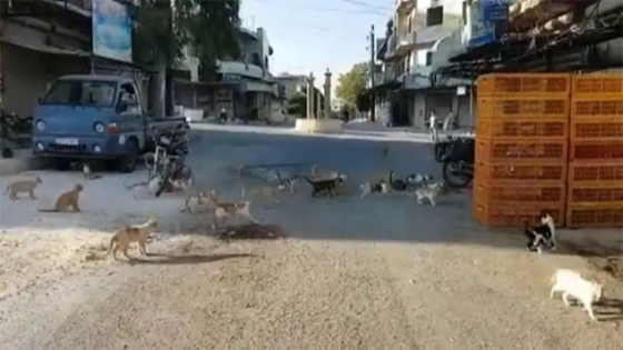 مدينة سورية عدد القطط فيها يتجاوز عدد السكان