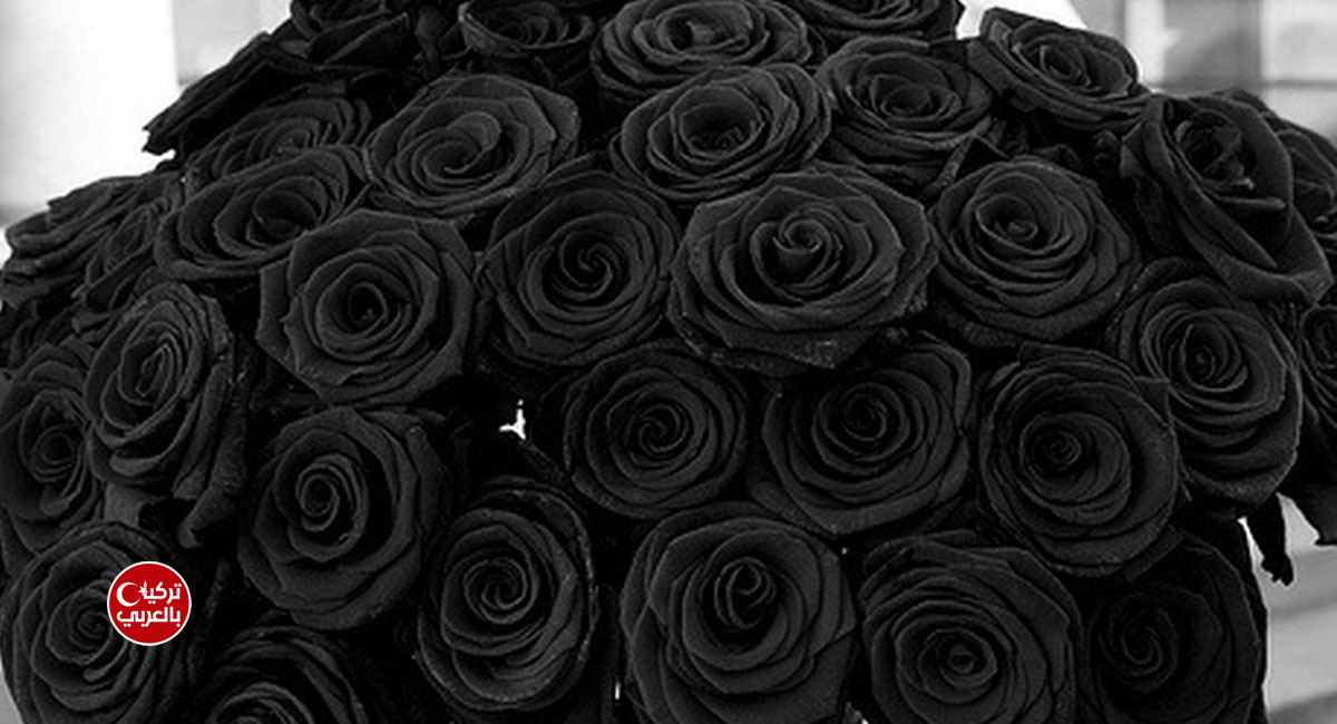 الوردة السوداء