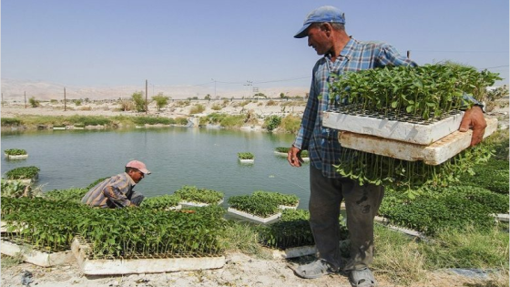لأول مرة في سوريا.. زراعة نبتة فريدة من نوعها تدر آلاف الدولارات وتتصارع عليها الشركات المحلية والعالمية