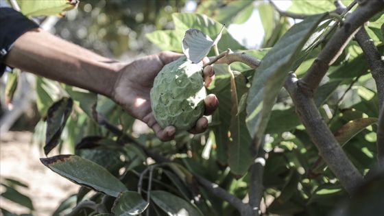 السوريون ينجحون بزراعة فاكهة نادرة تدر لهم أرباحاً خيالية (فيديو)