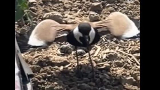 مانيسا.. أنثى طائر توقف جرارا دفاعا عن عشها (فيديو)
