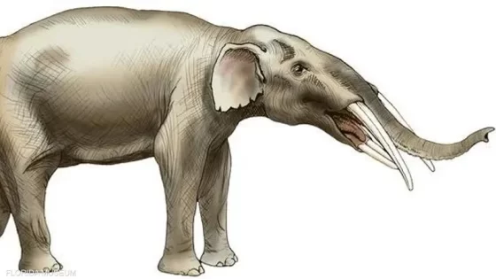 أجداد الأفيال.. اكتشاف مقبرة لحيوانات انقرضت من 5 ملايين سنة