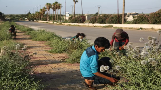 نبتة سحرية تنمو بشكل عشوائي في عدة مناطق في سوريا وتدر مبالغ مالية